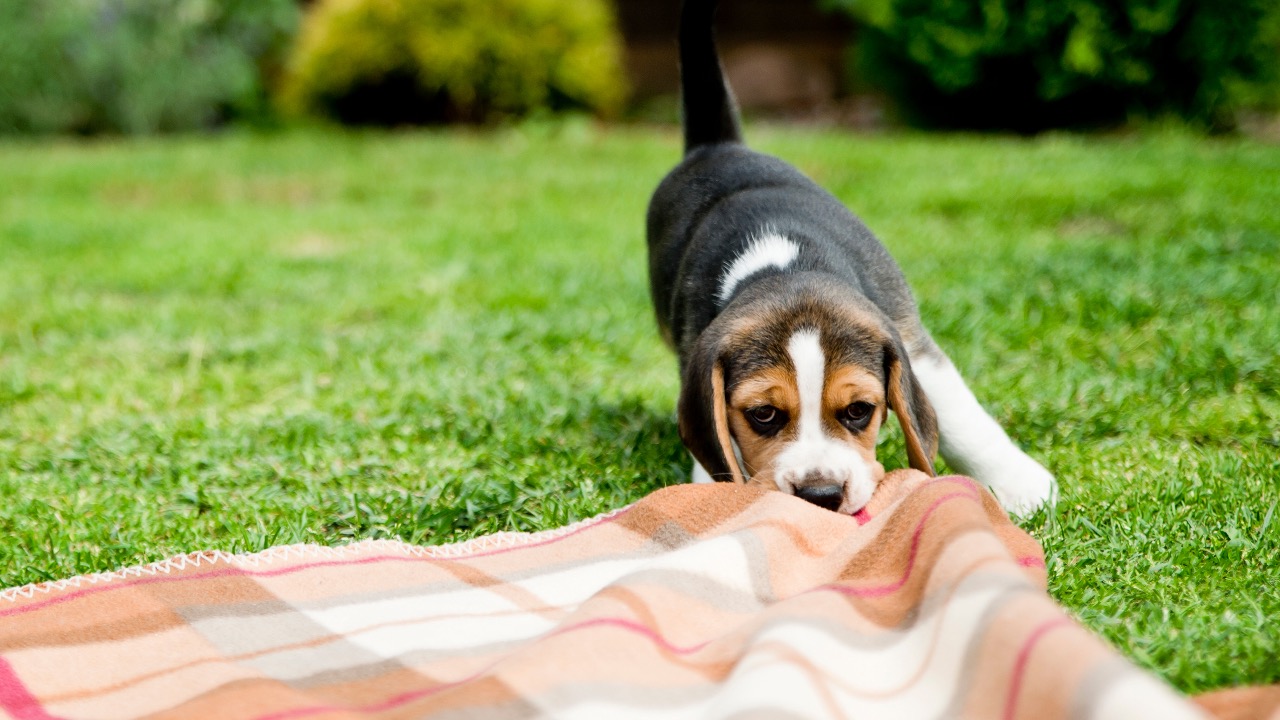 12 Defi Con Artists Exposed – Are Rug Pulling Incidents Threatening the Future of Defi ?