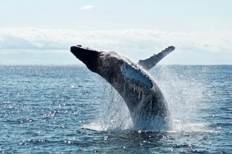 Despite 50% Drop From $20 Highs, Chainlink Whales Remain Bullish